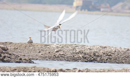 Jamnagar, Gujarat, India. April-09-2023. River Tern Bird