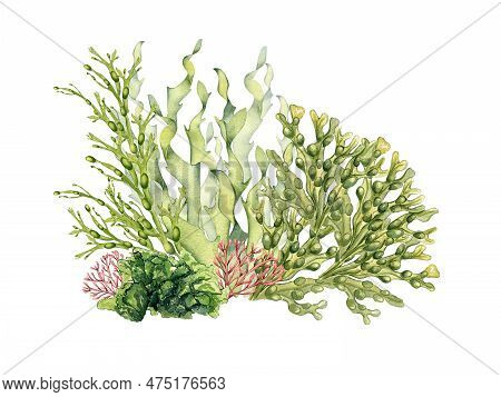 Composition Of Green Sea Plants Watercolor Illustration Isolated On White. Laminaria, Sea Salad, Ulv