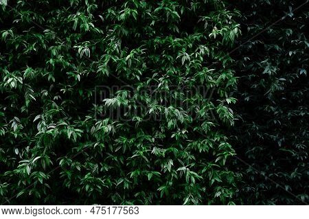 Green Plant On Vertical Garden Wall Texture Background. Sustainable Green Wall. Living Green Wall. E