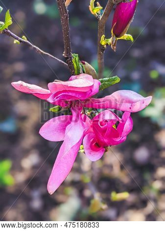 Magnolia Liliiflora Blooms In April In The Garden. Magnolia Liliiflora, Woody-orchid