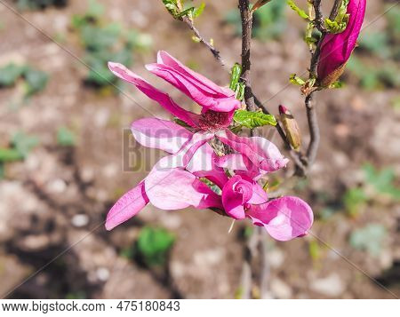 Magnolia Liliiflora Blooms In April In The Garden. Magnolia Liliiflora, Woody-orchid