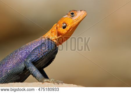 Portrait Of A Male Namib Rock Agama (agama Planiceps) In Bright Breeding Colors, Namibia