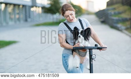 A Woman Rides An Electric Scooter With A Dog In A Backpack. Pappilion Spaniel Continental In A Sling