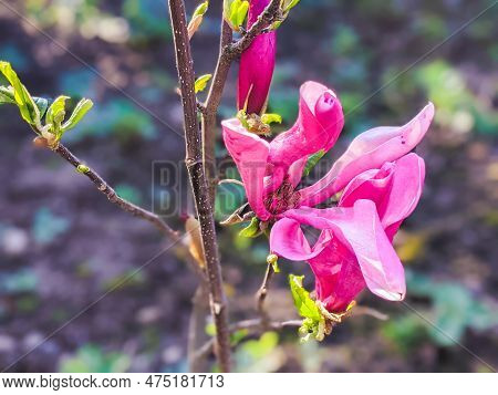 Magnolia Liliiflora Blooms In April In The Garden. Magnolia Liliiflora, Woody-orchid