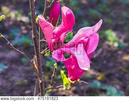 Magnolia Liliiflora Blooms In April In The Garden. Magnolia Liliiflora, Woody-orchid