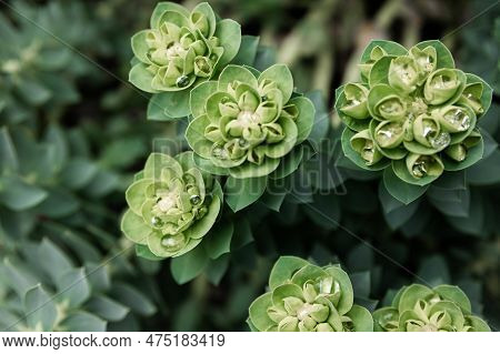 Rosetta Stonecrop, Or Sedum Rosetta. Close-up Photo Of Its Small Green Leaves.