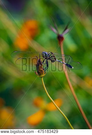 Portrait Of Green Dragonfly (erythemis Simplicicollis) On A Dry Flower