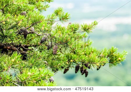 Pine Cones On Branches