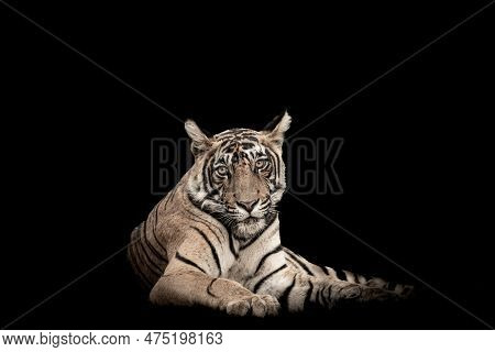 Ranthambore Wild Male Bengal Tiger Or Panthera Tigris Extreme Close Up Fine Art Image Or Portrait In