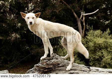 An Australian Vulnerable Animal, Wild Dingo With Blonde White Fur (canis Lupus Dingo)