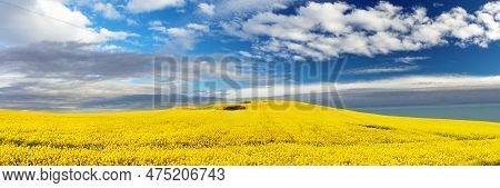 Rapeseed, Canola Or Colza Yellow Field In Latin Brassica Napus With Beautiful Clouds On Sky, Rape Se