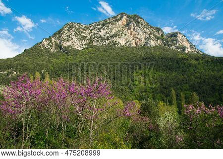 View Of Flowering Judas Trees In Valnerina, Umbria Region, Italy