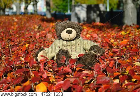 A Teddy Bear With A Cute Inscription On A Sweater Sits On Red Leaves Of A Bush