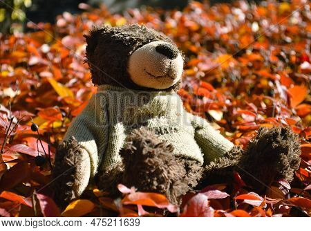 A Teddy Bear With A Cute Inscription On A Sweater Sits On Red Leaves Of A Bush