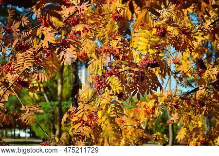 Ripe And Juicy Bunches Of Rowanberries Hang On Branches With Yellow Leaves