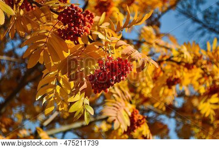 Ripe And Juicy Bunches Of Rowanberries Hang On Branches With Yellow Leaves