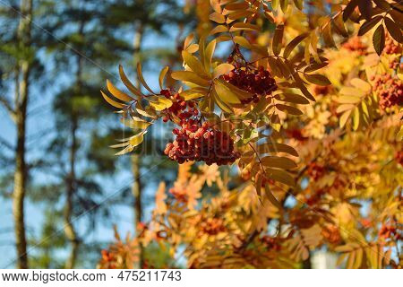 Ripe And Juicy Bunches Of Rowanberries Hang On Branches With Yellow Leaves