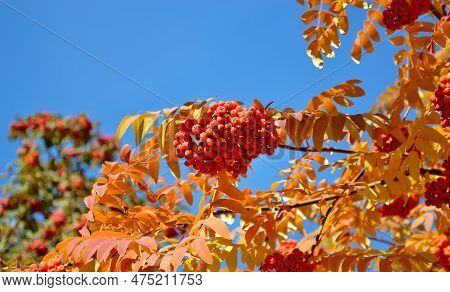 Ripe And Juicy Bunches Of Rowanberries Hanging On A Branch Against A Blue Sky