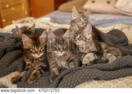 Group Of 6 Cute Maine Coon Kittens Lying In Grey Warm Blanket