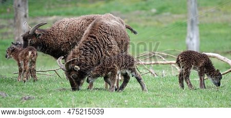Group Of Two Soay Sheep And Their Offspring Grazing In A Meadow.