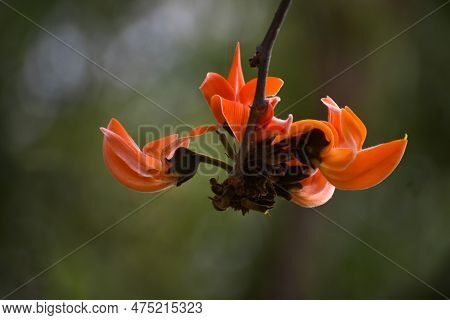 Palash Flowers, Also Known As Flame Of The Forest, Bloom In The Spring With Vibrant Orange And Red F