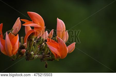 Palash Or Flame Of The Forest Blooms During Spring, With Vibrant Orange-red Flowers That Light Up Th