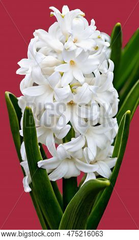 Blooming White Beautiful Hyacinth. Mother's Day, Women's Day Or March 8, Easter, Wedding Or Birthday