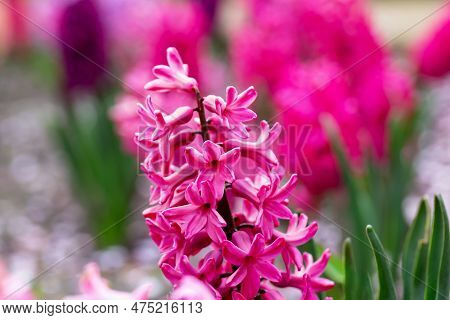 Pink Hyacinth In Flowerbed Close-up. Spring Or Summer. Bokeh Of Multicolored Flowers. Postcard To Mo
