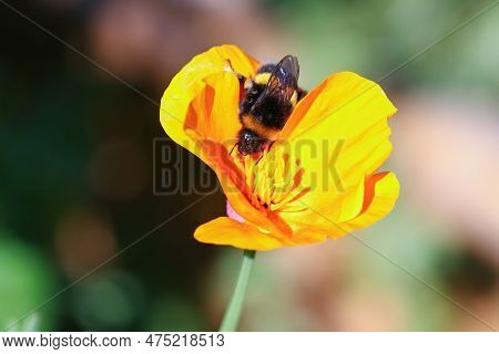 A Buff Tailed Bumblebee Climbing Into An Orange California Poppy