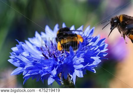 A Buff Tailed Bumblebee Feeding On A Cornflower As Another Flies In