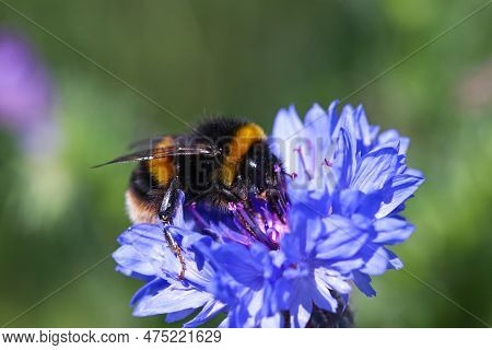 A Queen Buff Tailed Bumblebee On A Cornflower