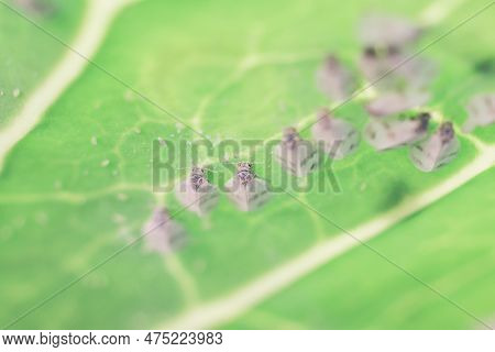 Whitefly Aleyrodes Proletella Agricultural Pest On Cabbage Leaf.