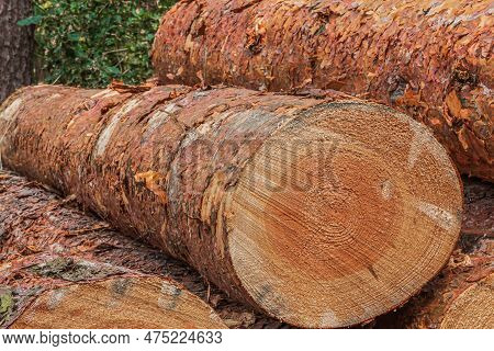 Several Logs In A Pile. Pine Trunk With Bark After Felling. Logs Of Wood From A Log In The Forest. D