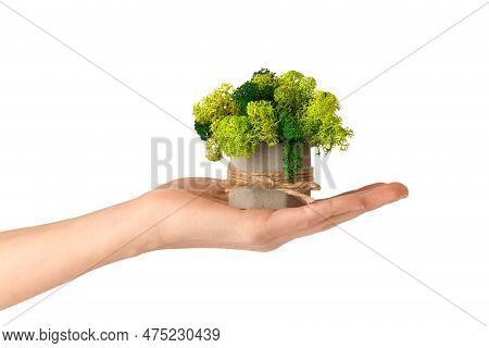 Stabilized Green Moss In A Gray Cement Pot On White Isolated. A Cute Pot With Stabilized Moss For Th