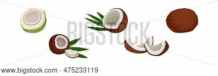 Whole And Halved Coconut Showing Copra Vector Set