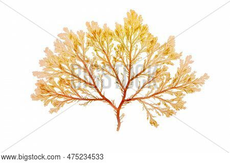 Red Algae Or Rhodophyta Branch Isolated Transparent Png. Red Seaweed.
