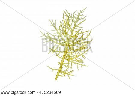 Green Algae Branch Closeup Isolated Transparent Png. Chlorophyta Seaweed.