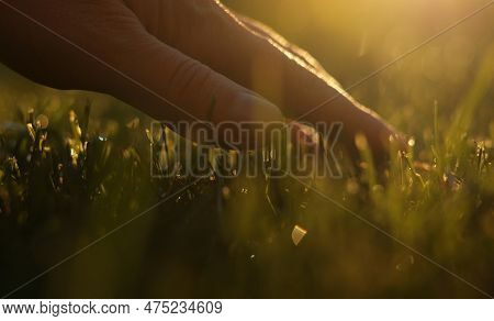 Close Up Of Man Fingers Touching Fresh Wet Green Grass After Spring Rain Or Watering, Sunlight. Farm