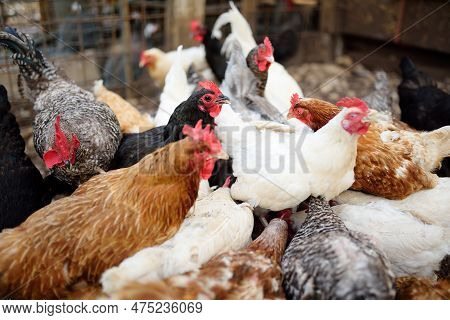 Chickens And Roosters Are Walking In The Farm Coop. Floor Cage Free Chickens Is Trend Of Modern Poul