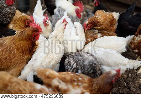 Chickens And Roosters Are Walking In The Farm Coop. Floor Cage Free Chickens Is Trend Of Modern Poul