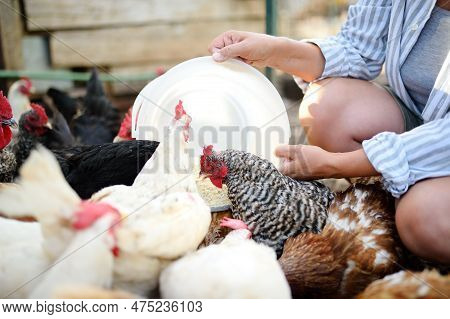Female Farmer Feeding Chickens From Bio Organic Food In The Farm Chicken Coop. Floor Cage Free Chick