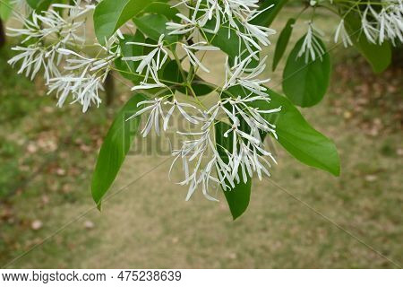 Chinese Fringe Tree ( Chionanthus Retusus ) Flowers. Oleaceae Dioecious Deciduous Tree. Many White F
