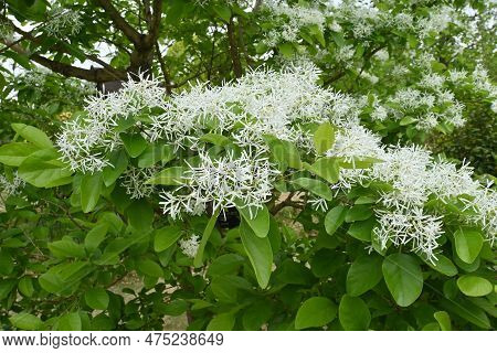 Chinese Fringe Tree ( Chionanthus Retusus ) Flowers. Oleaceae Dioecious Deciduous Tree. Many White F