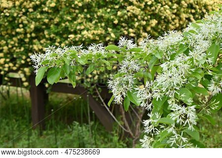 Chinese Fringe Tree ( Chionanthus Retusus ) Flowers. Oleaceae Dioecious Deciduous Tree. Many White F