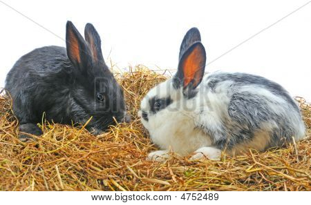Çift güzel Bunny