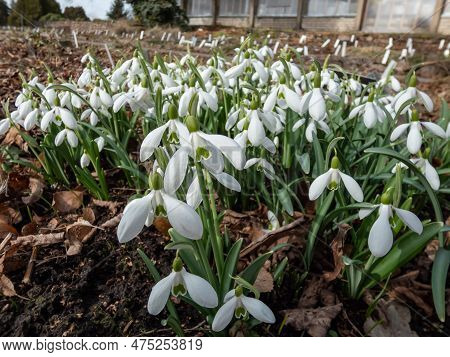 Macro Shot Of White Flowers Of The Pleated Snowdrop (galanthus Plicatus) Growing In The Garden In Br