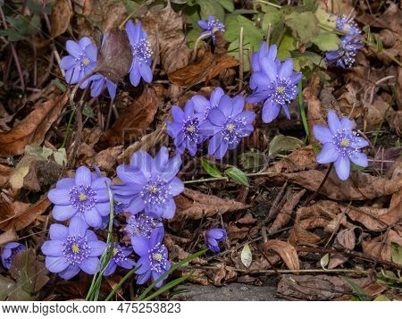Close-up Of The Large Blue Hepatica (hepatica Transsilvanica) In Early Spring