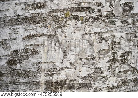 Pubescent Birch Tree White And Black Bark Detail
