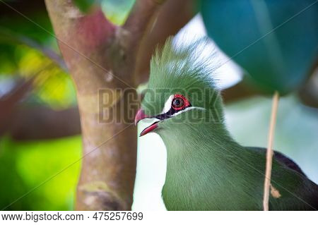 Head Of Exotic Tauraco Bird In Nature. Exotic Tauraco Bird In Wildlife. Exotic Tauraco Bird