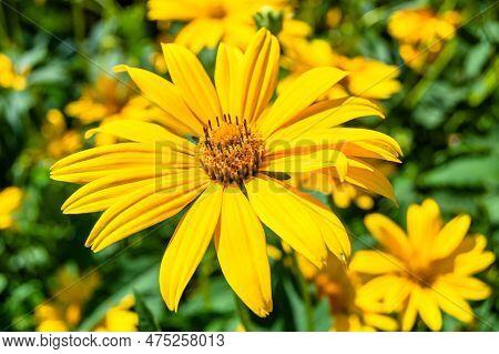 Fine Wild Growing Flower Aster False Sunflower On Background Meadow